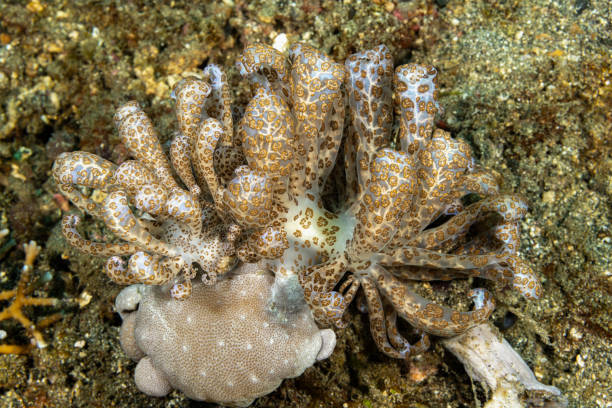 Phyllodesmium longicirrum, the Long-cirri or Solar-powered Phyllodesmium occurs in the tropical Indo-West Pacific. The species is a very spectacular aeolid, which has evolved a symbiotic relationship with zooxanthellae. It is exceptionally large, often more than 12, max. 14cm long, and the cerata have evolved into large solar paddles to maximise the animal's ability to farm the plants in its body. It is known to feed on the soft-coral Sarcophyton. \nTwo specimens meet, the smaller at the left.\nLembeh Strait, Indonesia \n1°28'47.814 N 125°15'1.26 E at 14m depth