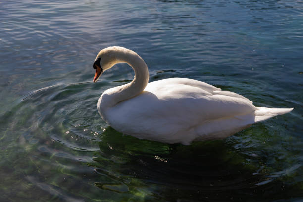 A serene swan glides gracefully across the water, its reflection mirrored on the rippling surface. The soft lighting enhances the peaceful ambiance, creating a tranquil nature scene. Ideal for themes related to wildlife, elegance, tranquility, and the beauty of nature.