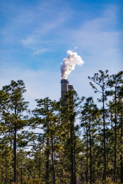 A view of the Stanton Energy Center in Orlando, Florida, with a smokestack emitting steam, partially obscured by a dense pine forest. This juxtaposition of industrial infrastructure and natural greenery highlights the balance between energy production and environmental conservation. The clear blue sky and scattered birds add depth to the composition.