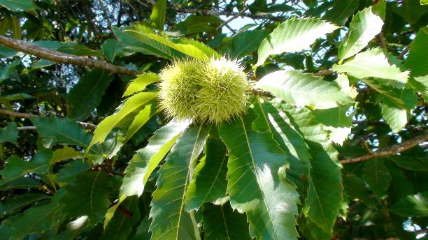 istock plant fruit Portuguese chestnut - Castanea sativa 2196272921