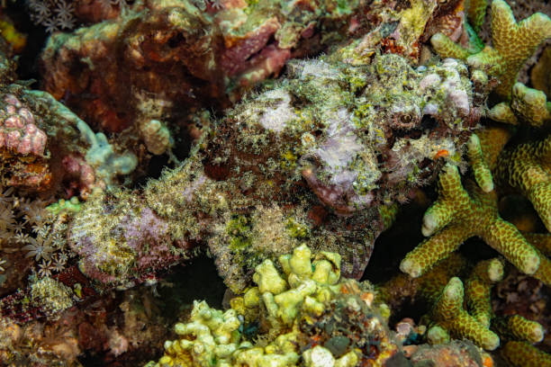 Synanceia verrucosa is a fish species, sometimes lethal to humans, which is known as the Reef Stonefish or simply Stonefish. The species occurs in the tropical Indo-Pacific from Red Sea to Queensland Australia in a depth range from 0-30m, max. length 40cm, common length 27cm. This carnivorous ray-finned fish species with venomous spines lives on reef bottoms, camouflaged as a rock. The Reef Stonefish is one of the most venomous known fish in the world. \nThe contours of this ambush hunter completely disappear between the corals. This sometimes ends fatally for the prey. \nLembeh Strait, Indonesia \n1°28'47.812 N 125°15'1.262 E at 6m depth