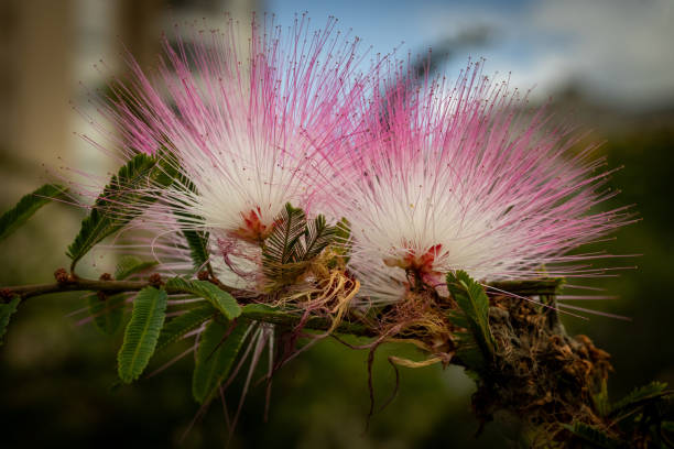 istock Pink powder puff flowers (Calliandra brevipes) 2196274393