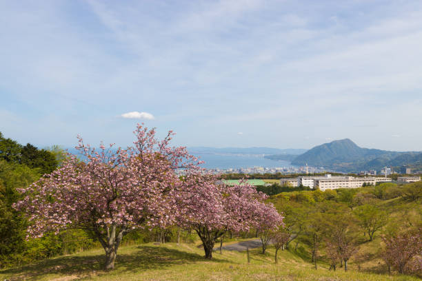 istock Blue sky and peony cherry blossoms in Beppu 2196275327