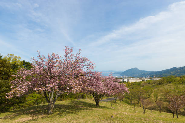 it is Blue sky and peony cherry blossoms in Beppu