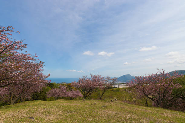 istock Blue sky and peony cherry blossoms in Beppu 2196275528
