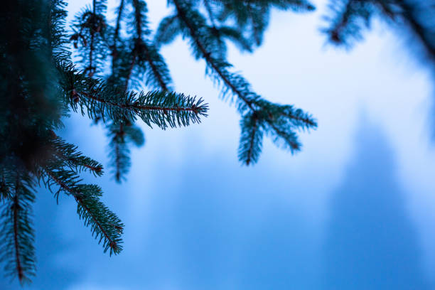 Close-up on wet fir branches in a foggy winter mountain as copy space.