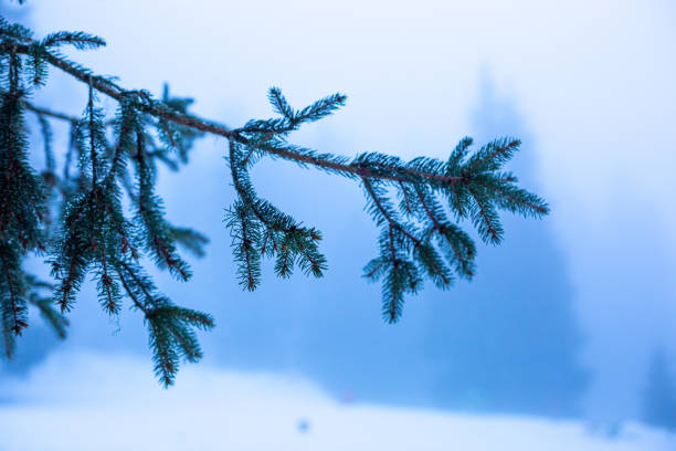 Close-up on a wet fir branch in a foggy winter mountain.
