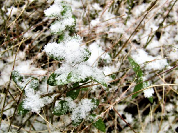 istock Japan. February. Snow in Tokyo. 2196277530
