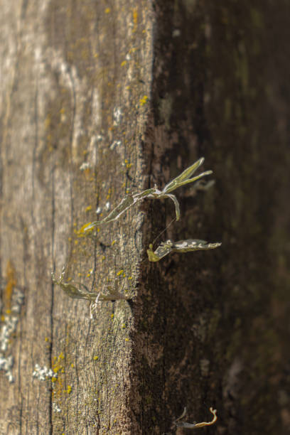istock mosses on old dry wood 2196277583
