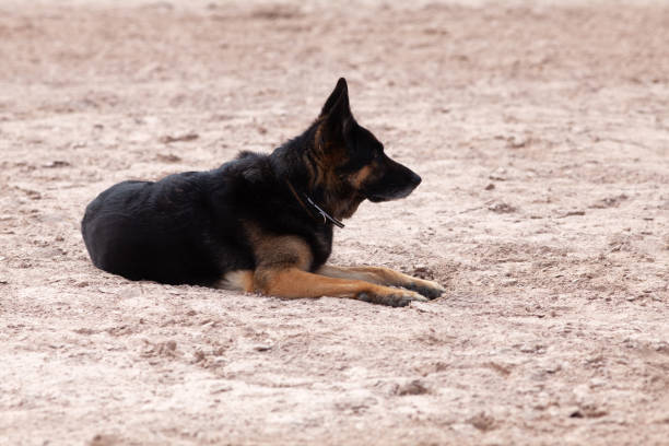A woman and her German Shepherd dog are enjoying the view by the river during the summer vacation.