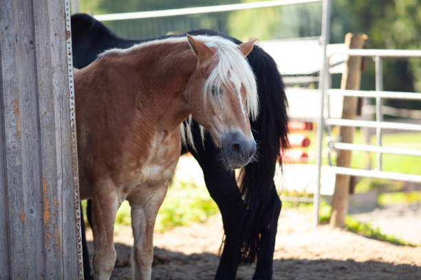 istock Two horse friends together in the stable 2196278358