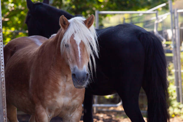 istock Two horse friends together in the stable 2196278362