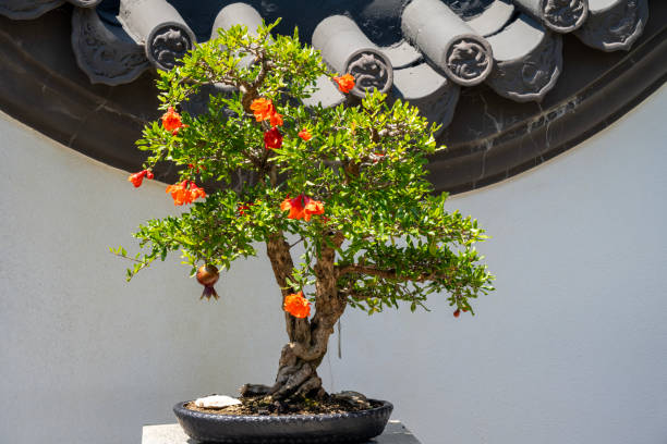Montreal, Canada - July 5, 2024. Bonsai at Chinese Garden in Montreal Botanic Garden, Montreal, Quebec, Canada