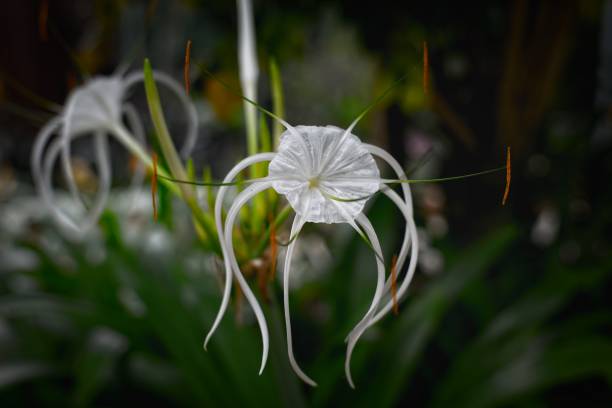 istock Elegant White Flower with Long Petals 2196280336