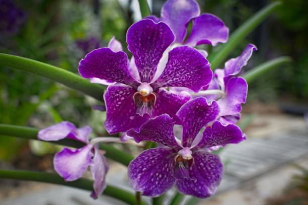 istock Vibrant Purple Orchids in Bloom 2196280407