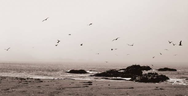 istock Seagulls Flying Above a Misty Rocky Shoreline 2196280444