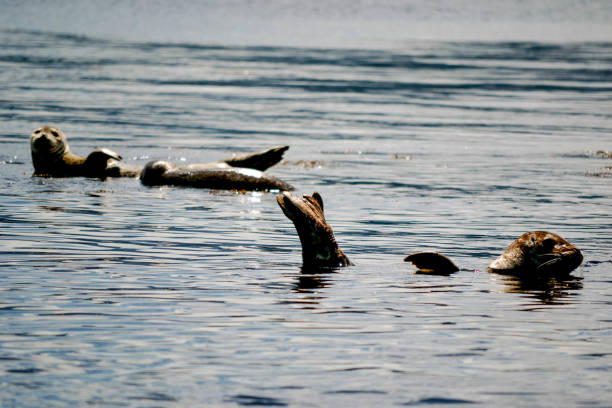 istock Harbour Seals Resting in Calm Ocean with Sunlit Reflections 2196280685
