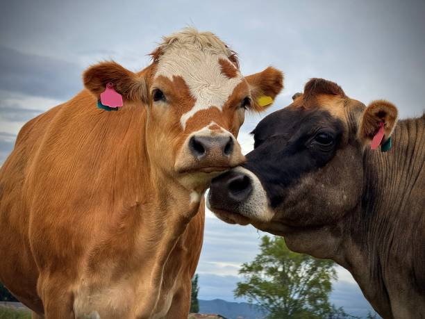istock Cows have best friends too 2196280692