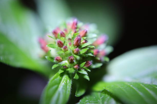 I use macro magnification to express the beauty of the plants.