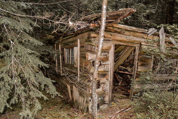 A forgotten wooden cabin slowly succumbs to natures' embrace, nestled deep within a shadowy forest, the weathered logs, collapsed roof beams, and encroaching vegetation tell times' relentless passage.