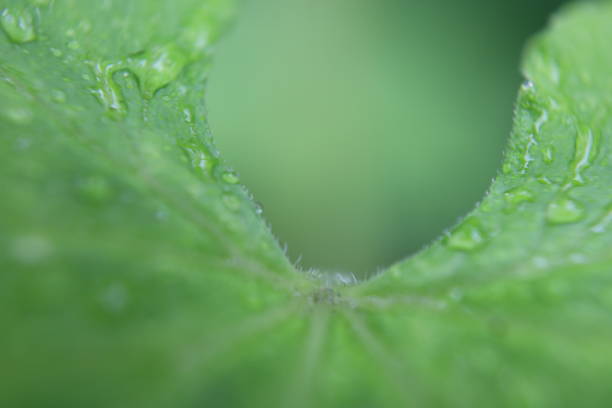 Rain drops fall off the leaf of an philodendron erubescens