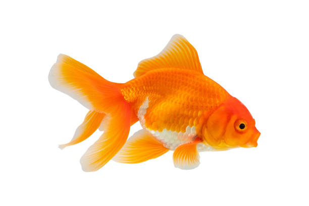 Oranda goldfish isolated on white background close up