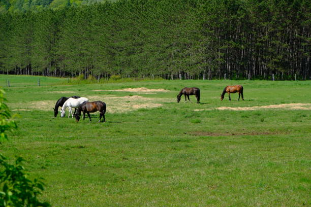 Canada British Columbia, grazing horse, Smithers. town.