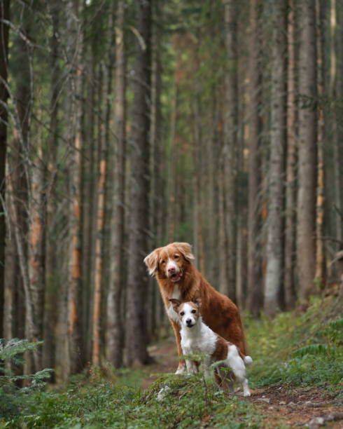 istock Retriever and terrier in the forest 2196283029