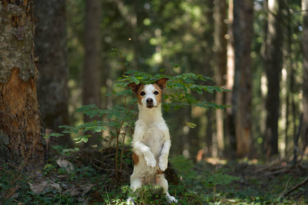 istock Jack Russell Terrier in the forest 2196283035