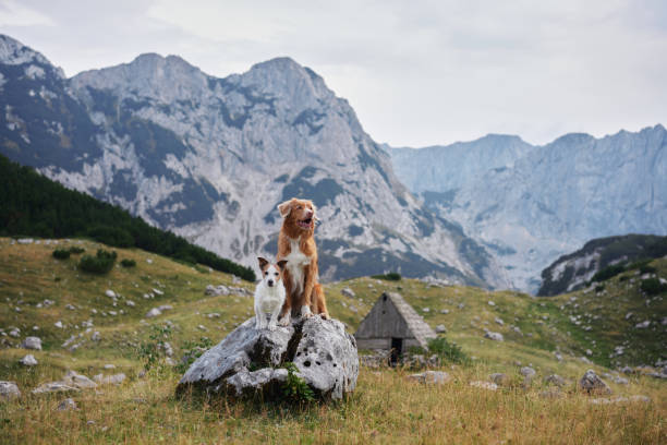 istock Retriever and terrier in mountain landscape 2196283047
