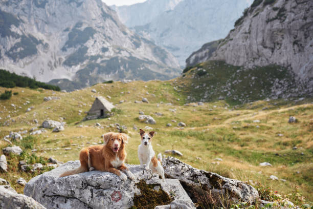 istock Retriever and terrier on rocky terrain 2196283060