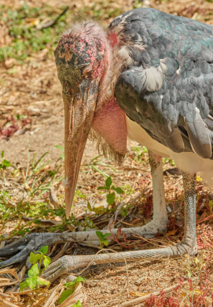 Marabou Stork - Leptoptilos crumeniferu