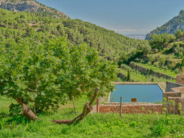A serene location in Mallorca, Spain, featuring a water pool amidst lush green hills and trees. Perfect representation of Mediterranean nature and peaceful surroundings for relaxation or illustrating scenic beauty.