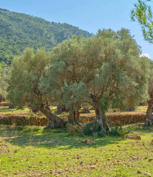 istock Lush Olive Grove on a Sunny Mallorca Landscape in Springtime 2196283182
