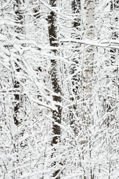 istock The heavy snowfall in a wild park, winter fairy tale in the forest, snow-covered tree branches, large flakes of snow are slowly falling, nobody, snow storm, blizzard 2196283209