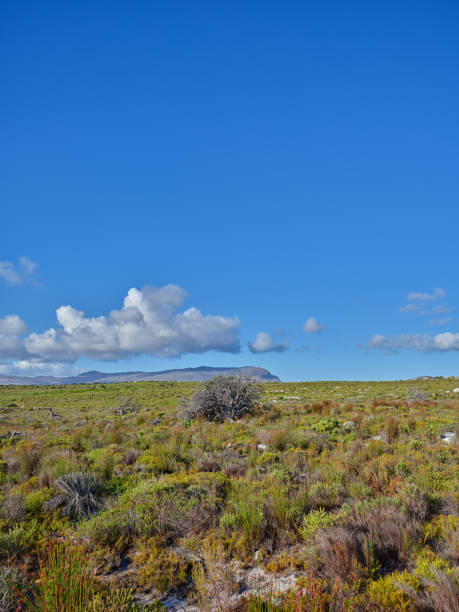 istock The wilderness of Cape Point National Park 2196283801