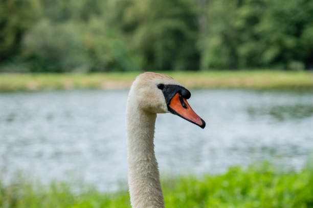 istock Close up view on white swan near a lake 2196294187