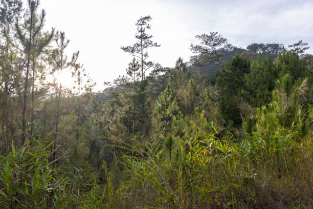 Sunrise over forest and hills in mist, Da Lat
