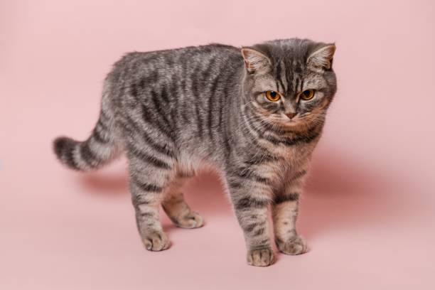 istock Close up on domestic funny cat against pink background 2196294308