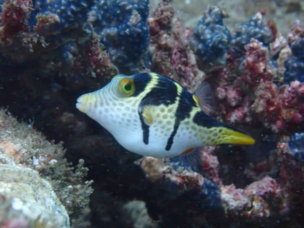 Siddle Fish 80+ Saddled Puffer Fish Photos Stock Photos, Pictures & Royalty-Free ...