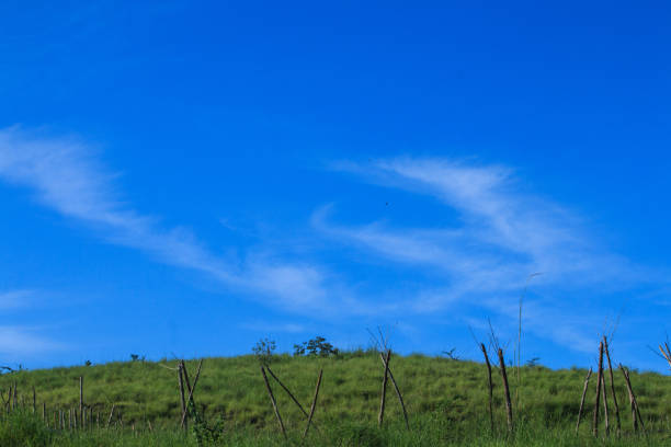 The blue sky and green grass of the savannah during the rainy season in the morning.