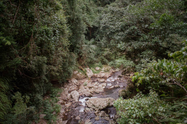 Tranquil stream flowing through Australian rainforest. Shot on 35mm film.