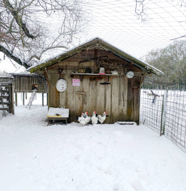 istock Roosters In The Snow 2196299796