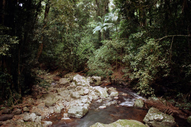 Tranquil stream flowing through Australian rainforest. Shot on 35mm film.