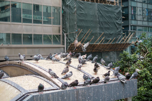 A large group of pigeons congregate on a rooftop in Central District, Hong Kong. The scene captures urban wildlife interacting with the city environment under a clear sky.