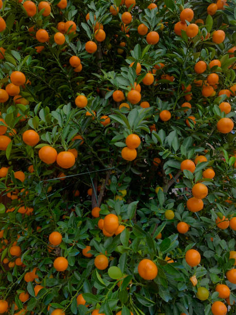 istock Wall of tangerine branches 2196304597