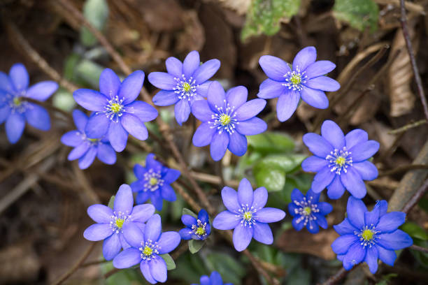 Cluster of vividly colored blue Anemone hepatica flowers growing amidst a woodland setting, symbolizing the beauty of nature and the freshness of spring.