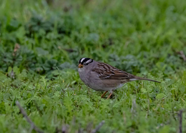 istock The White-crowned Sparrow (Zonotrichia leucophrys) is a medium-sized sparrow native to North America. Passeriformes; Sacramento National Wildlife Refuge; Sacramento National Wildlife Refuge Complex; Sacramento Valley, California. 2196308279