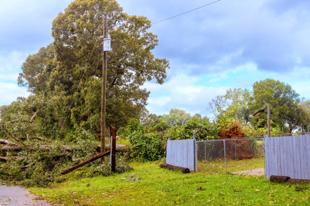 istock Fallen tree obstructs view near residential area after severe hurricane weather event 2196308498