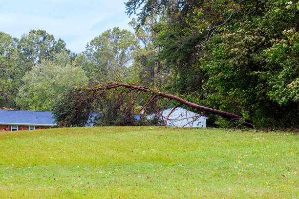 istock Fallen tree partially leaning on house in notable hurricane severe storm damage 2196308510